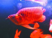 最大的紅龍魚(yú)有多重 最大的紅龍魚(yú)有多重 龍魚(yú)百科 第1張