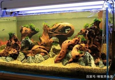 養龍魚要多大缸最好：選擇合適的魚缸尺寸對于養龍魚至關重要