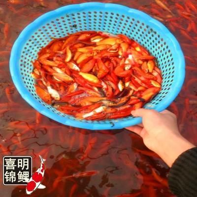 錦鯉飼料喂龍魚可以嗎：錦鯉飼料是否適合喂養龍魚