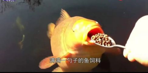 錦鯉飼料喂龍魚可以嗎：錦鯉飼料是否適合喂養龍魚