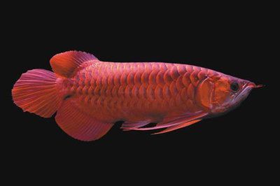 紅龍魚幼苗鱗片綠色是什么品種：紅龍魚幼苗綠色是什么品種 紅龍魚幼苗鱗片綠色是什么品種：紅龍魚幼苗綠色是什么品種 龍魚百科 第3張