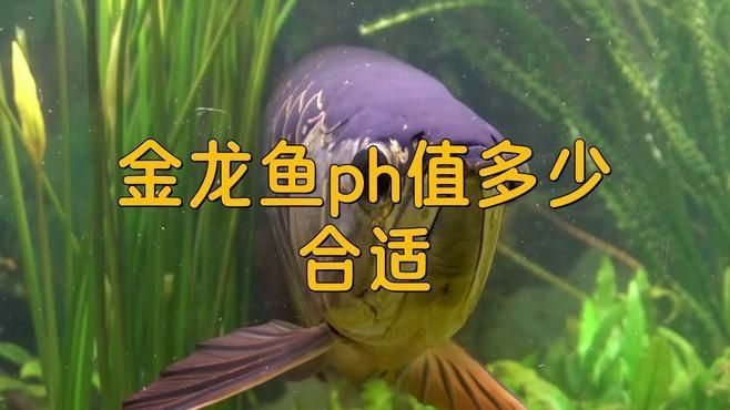 金龍魚對水質(zhì)要求高嗎
