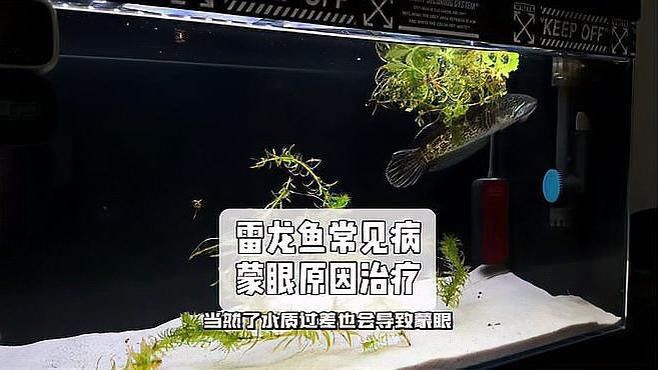 如何檢測雷龍魚是否健康？ 如何檢測雷龍魚是否健康？ 龍魚百科 第3張