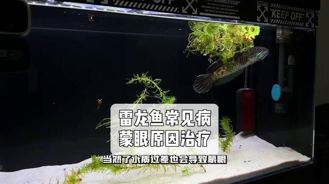 如何檢測雷龍魚是否健康？ 如何檢測雷龍魚是否健康？ 龍魚百科 第7張
