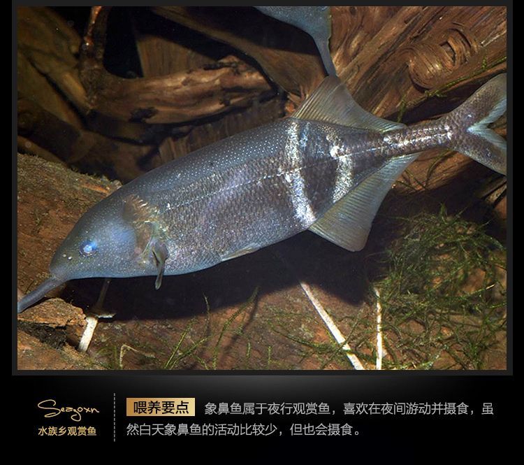 非洲象鼻魚批發(fā)：象鼻魚與其他魚類混養(yǎng)技巧象鼻魚的種類與特征象鼻魚的種類 非洲象鼻魚批發(fā)：象鼻魚與其他魚類混養(yǎng)技巧象鼻魚的種類與特征象鼻魚的種類 龍魚百科 第3張