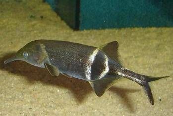 非洲象鼻魚批發(fā)：象鼻魚與其他魚類混養(yǎng)技巧象鼻魚的種類與特征象鼻魚的種類 非洲象鼻魚批發(fā)：象鼻魚與其他魚類混養(yǎng)技巧象鼻魚的種類與特征象鼻魚的種類 龍魚百科 第4張