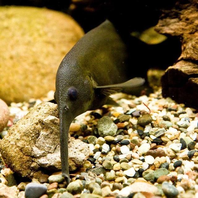 非洲象鼻魚批發(fā)：象鼻魚與其他魚類混養(yǎng)技巧象鼻魚的種類與特征象鼻魚的種類 非洲象鼻魚批發(fā)：象鼻魚與其他魚類混養(yǎng)技巧象鼻魚的種類與特征象鼻魚的種類 龍魚百科 第2張