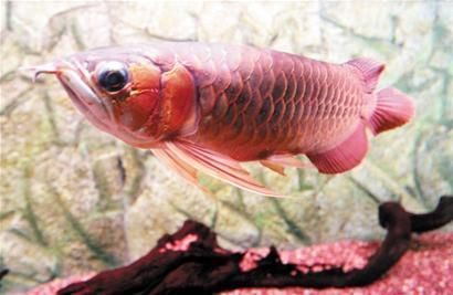 白玉紅龍魚小時候長什么樣：白玉紅龍魚成年后顏色變化