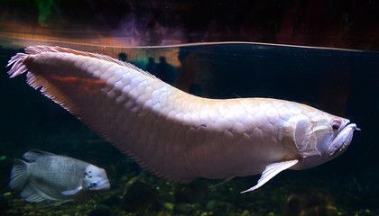 龍魚是什么動(dòng)物？：龍魚在風(fēng)水中的寓意是什么龍魚在風(fēng)水中的寓意是什么