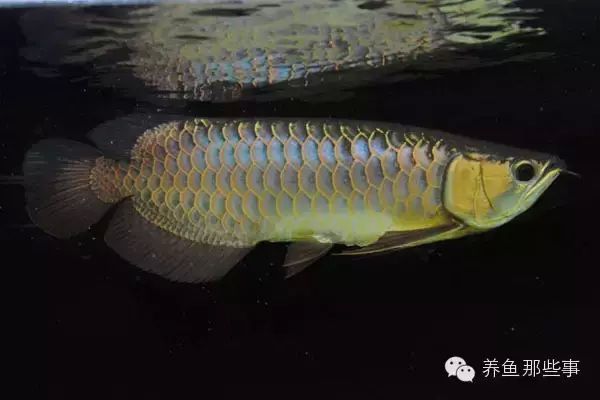 金龍魚的顏色有哪些種類