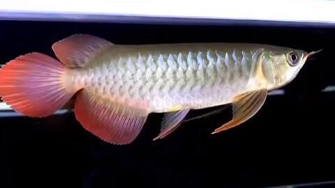 如何讓龍魚適應燈光生長呢：如何讓龍魚適應燈光生長 如何讓龍魚適應燈光生長呢：如何讓龍魚適應燈光生長 龍魚百科 第4張