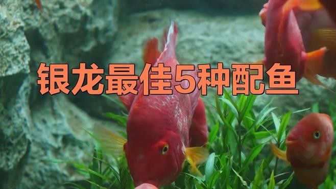 銀龍魚和什么魚養好看