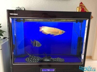 龍魚批發市場地址查詢電話是多少：<strong><mark>海口</mark></strong>龍魚批發市場地址及聯系電話探索專業水族市場與服務支持