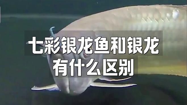 七彩銀龍魚和銀龍魚有什么區別