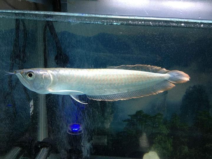 七彩銀龍魚和銀龍魚有什么區別