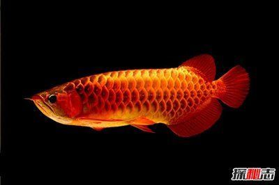 龍魚(yú)很兇猛嗎為什么不能養(yǎng)：龍魚(yú)并非溫馴的寵物魚(yú)，它們具有較強(qiáng)的攻擊性和攻擊性和領(lǐng)地意識(shí)