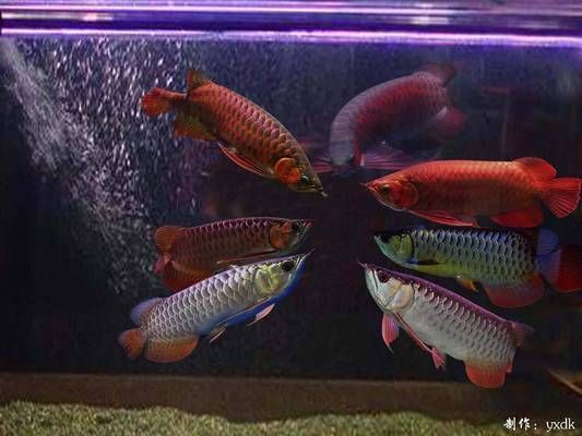 世界上的龍魚有哪些（世界上主要的龍魚品種） 世界上的龍魚有哪些（世界上主要的龍魚品種） 龍魚百科 第4張