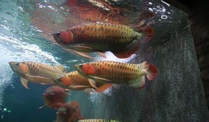 金龍魚與紅龍混養技術比較，金龍魚與紅龍混養技術