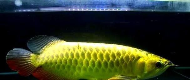 龍魚趴缸是什么樣子圖片