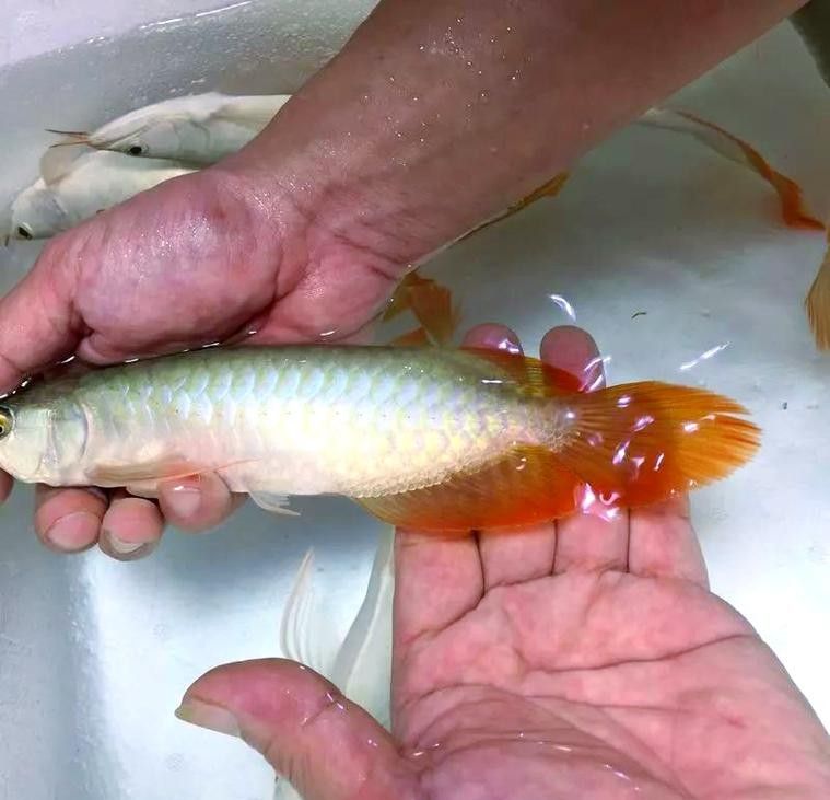 龍魚趴缸是什么樣子圖片