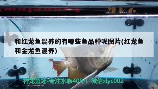 和紅龍魚混養(yǎng)的有哪些魚品種呢圖片(紅龍魚和金龍魚混養(yǎng))