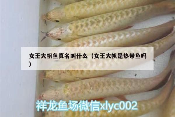 女王大帆魚苗疾病預(yù)防措施：女王大帆魚苗常見疾病癥狀，女王大帆魚苗飼料選擇指南