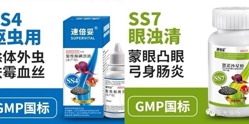 女王大帆魚苗疾病預(yù)防措施：女王大帆魚苗常見疾病癥狀，女王大帆魚苗飼料選擇指南