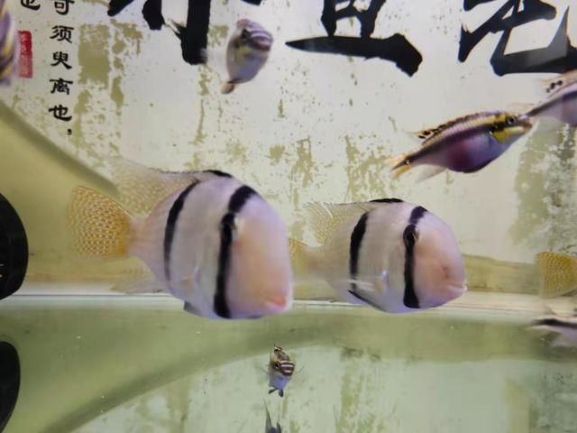 養龍魚什么材質濾材合適：養龍魚時適合的濾材材質 養龍魚什么材質濾材合適：養龍魚時適合的濾材材質 龍魚百科 第2張