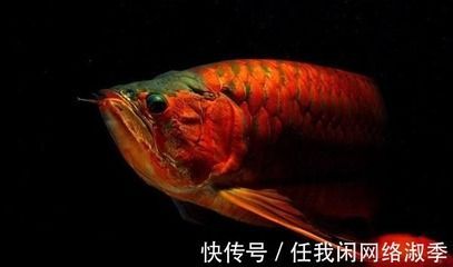 紅龍魚多少度會凍死掉（紅龍魚最低溫度多少度） 紅龍魚多少度會凍死掉（紅龍魚最低溫度多少度） 龍魚百科