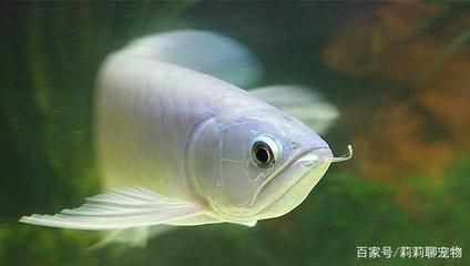 紅龍魚喂什么好養活（紅龍魚吃什么最好紅龍魚的飼養方法全攻略） 紅龍魚喂什么好養活（紅龍魚吃什么最好紅龍魚的飼養方法全攻略） 龍魚百科 第7張