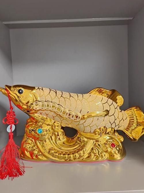 招財(cái)金龍魚價(jià)格及圖片欣賞 招財(cái)金龍魚價(jià)格及圖片欣賞 龍魚百科 第18張