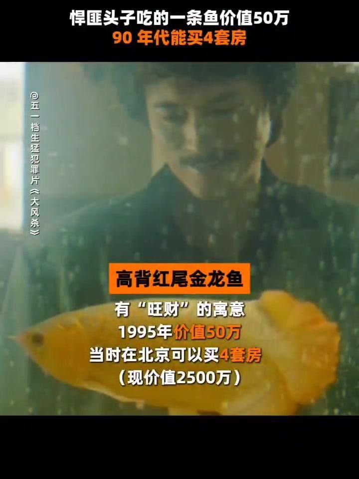 高背金龍魚如何飼養 高背金龍魚如何飼養 龍魚百科 第6張