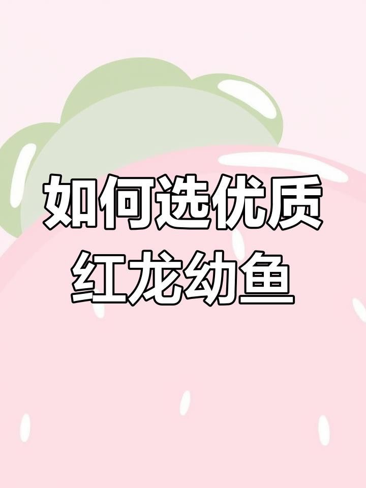 如何挑選紅龍魚幼魚？