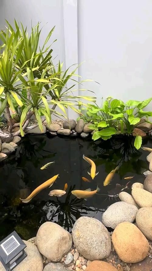 龍魚是什么樣的？ 龍魚是什么樣的？ 龍魚百科 第12張