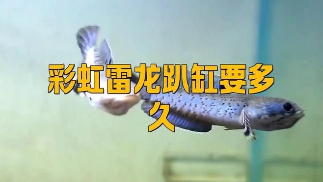 雷龍魚趴缸的原因有哪些？