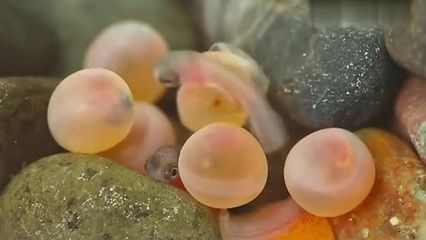 龍魚怎么產仔