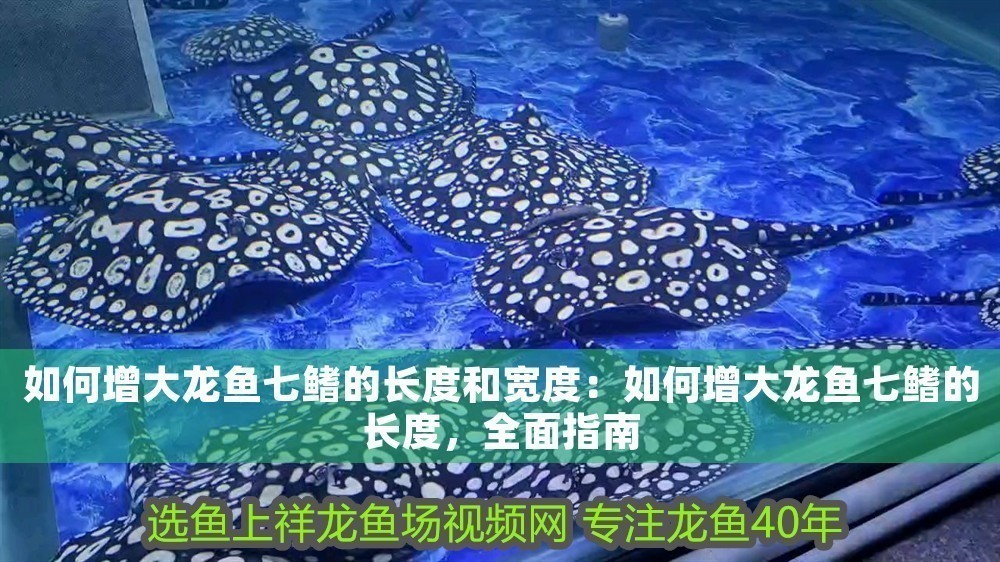 如何增大龍魚七鰭的長度和寬度：如何增大龍魚七鰭的長度，全面指南 如何增大龍魚七鰭的長度和寬度：如何增大龍魚七鰭的長度，全面指南 龍魚百科 第1張