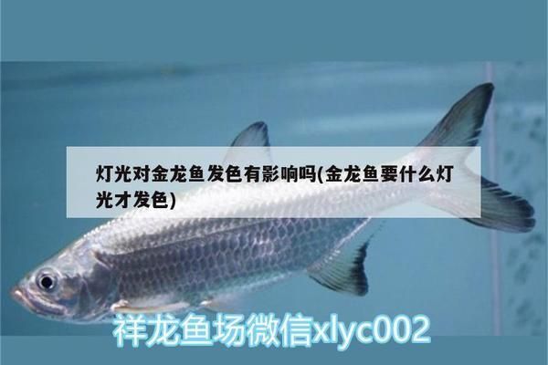 金龍魚不用燈照行嗎：2024全年最適合進新房吉日一覽表 金龍魚不用燈照行嗎：2024全年最適合進新房吉日一覽表 龍魚百科 第2張