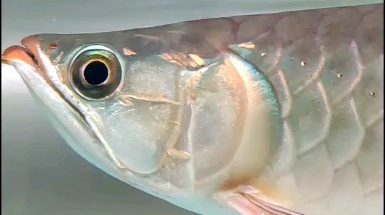 金龍魚不用燈照行嗎：2024全年最適合進新房吉日一覽表 金龍魚不用燈照行嗎：2024全年最適合進新房吉日一覽表 龍魚百科 第6張