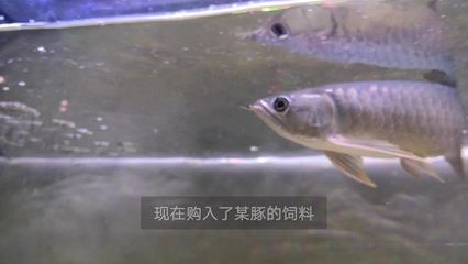 龍魚訓食飼料的方法是什么，龍魚訓食飼料的方法