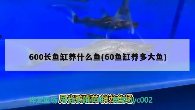 600長魚缸養什么魚(60魚缸養多大魚)