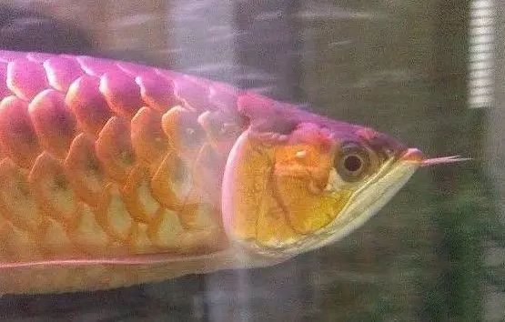 龍魚(yú)多大發(fā)色停止繁殖：響龍魚(yú)繁殖龍魚(yú)發(fā)色過(guò)程龍魚(yú)發(fā)色過(guò)程