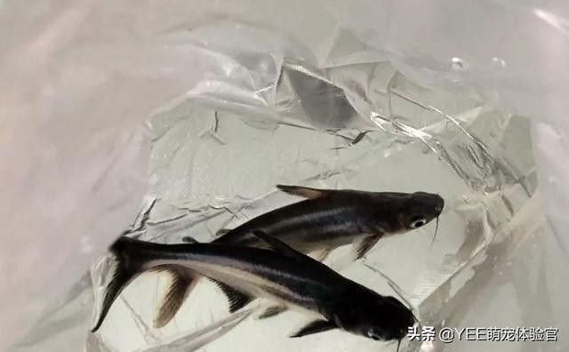 藍鯊和龍魚混養可以嗎