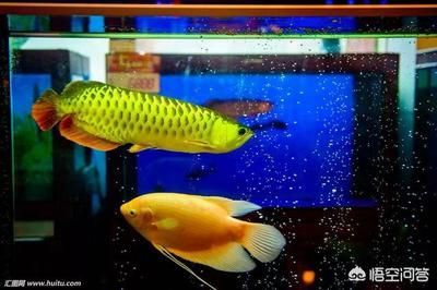 龍魚魚缸ph值低怎么辦（龍魚魚缸ph值過低怎么辦龍魚魚缸ph值低怎么辦） 龍魚魚缸ph值低怎么辦（龍魚魚缸ph值過低怎么辦龍魚魚缸ph值低怎么辦） 龍魚百科 第2張