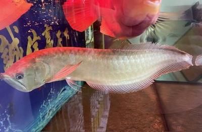 銀龍魚(yú)鱗片發(fā)紅對(duì)魚(yú)有什么影響（銀龍魚(yú)鱗片發(fā)紅會(huì)影響健康和生活質(zhì)量，飼養(yǎng)者需要注意以下幾點(diǎn)） 銀龍魚(yú)鱗片發(fā)紅對(duì)魚(yú)有什么影響（銀龍魚(yú)鱗片發(fā)紅會(huì)影響健康和生活質(zhì)量，飼養(yǎng)者需要注意以下幾點(diǎn)） 龍魚(yú)百科 第4張