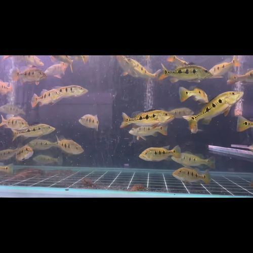 藍帆五間魚脫變最簡單三個步驟圖片詳解