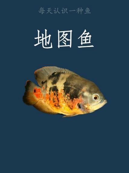 藍帆五間魚脫變最簡單三個步驟圖片詳解