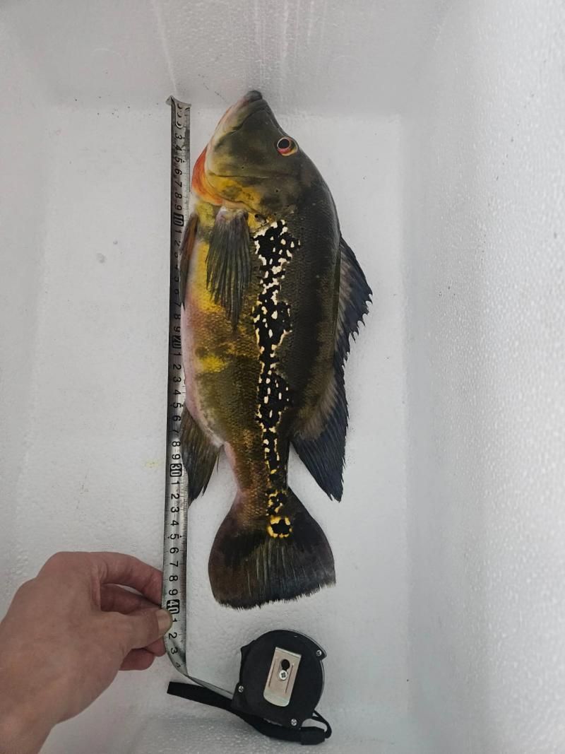 藍帆五間魚脫變最簡單三個步驟圖片詳解