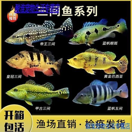 藍帆五間魚脫變最簡單三個步驟圖片詳解