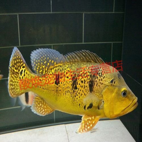 藍帆五間魚脫變最簡單三個步驟圖片詳解